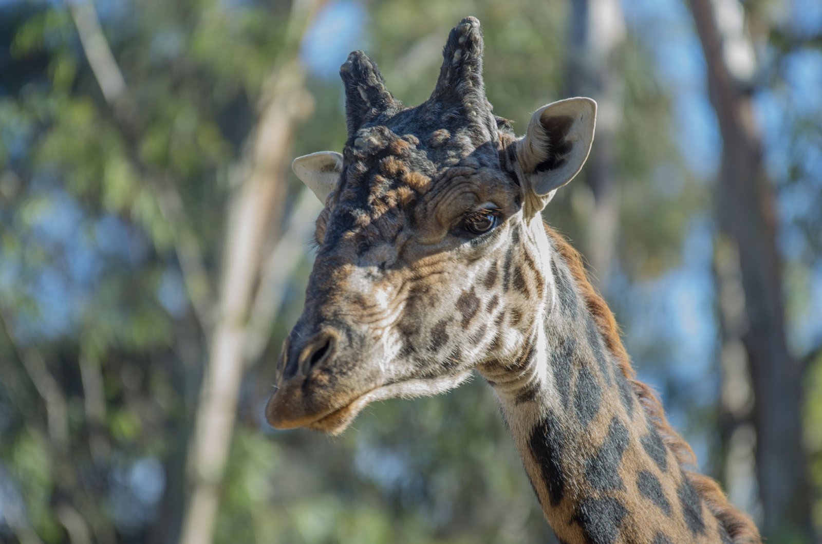 San Diego Zoo Part I 022